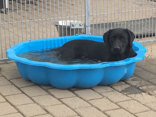 Seahill High Wind Purdey’s Bizy slapper af i sin udendørs pool. Alle 3 tøser er tilmeldt C-prøve på lørdag i Fjellerup. Det bliver spændende at se hvordan de reagerer i en prøve situation med mange fremmede hunde og mennesker. 